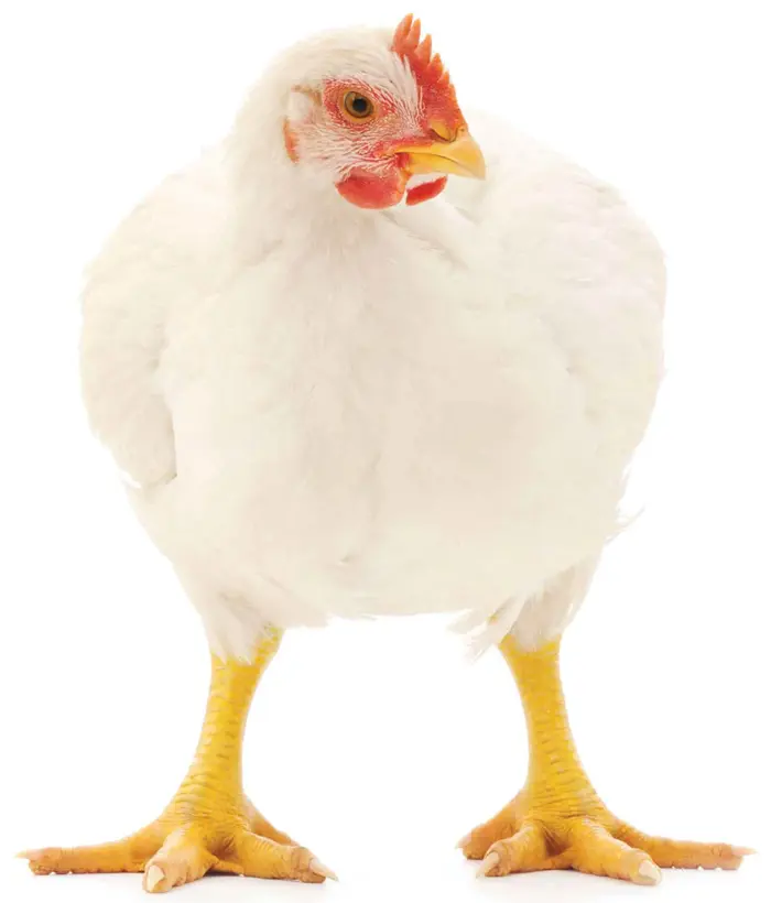 2.5kg Live Broiler Chicken