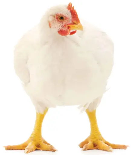 2.5kg Live Broiler Chicken